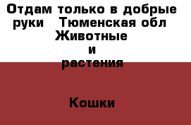 Отдам только в добрые руки - Тюменская обл. Животные и растения » Кошки   